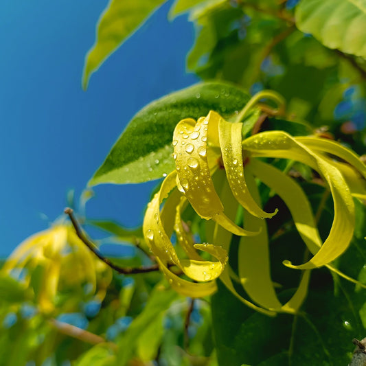 Parfum Luxury Chlorophyll 129