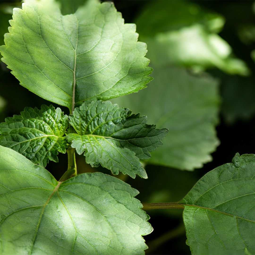 Dark Nectar - Parfum Homme 147